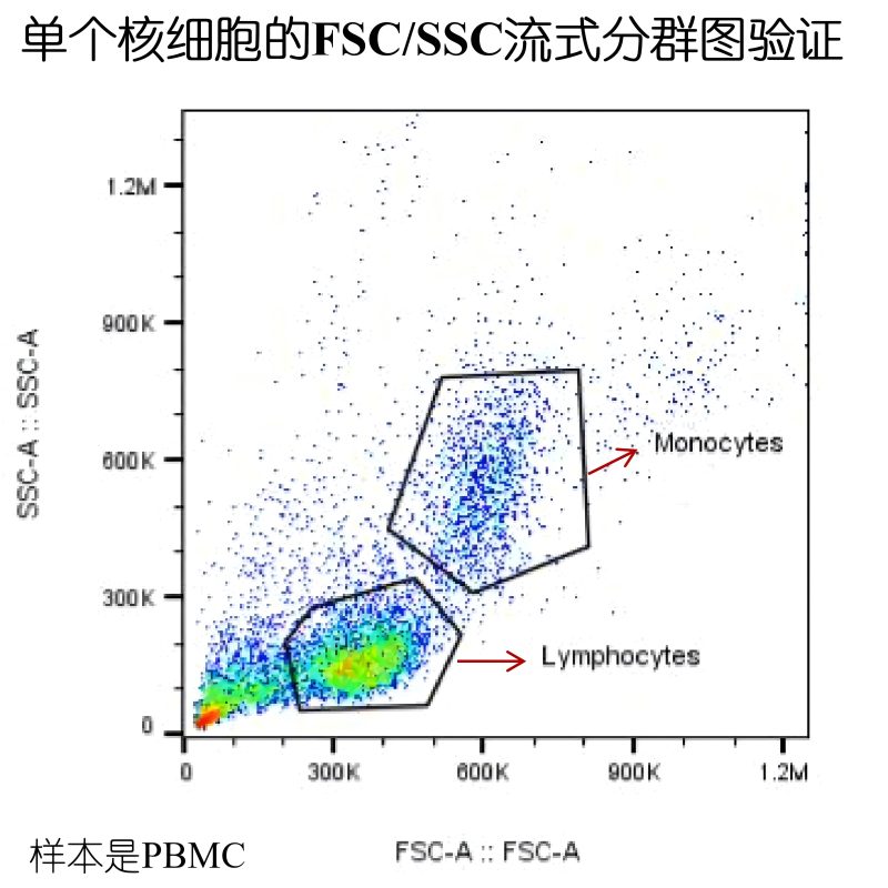 人原代T细胞 - 人源原代细胞 - CXB Tech