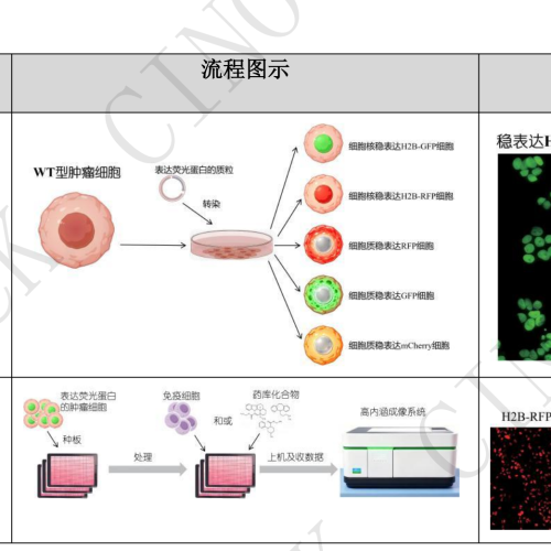 研究方案定制
